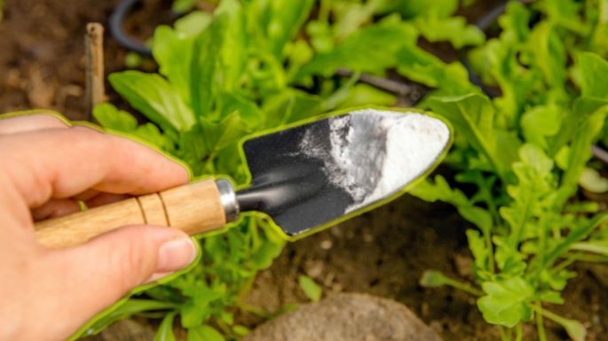 Conoce la cantidad exacta de bicarbonato de sodio que necesitas para tener unas flores hermosas