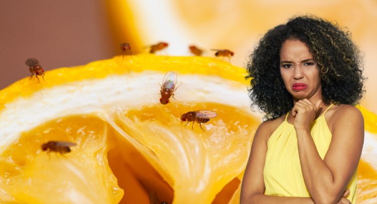 Cómo utilizar el vinagre de manzana para alejar los mosquitos de la fruta