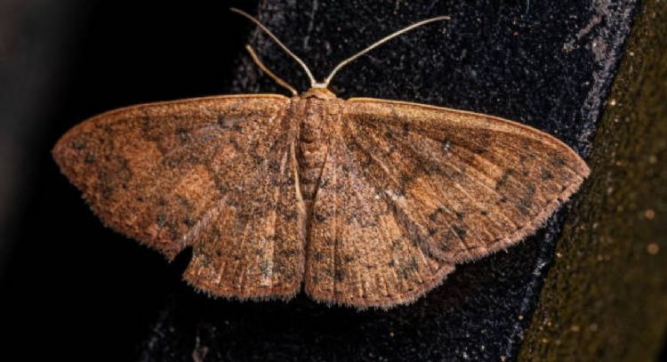 Dile adiós a las polillas de tu cocina con solo 1 ingrediente