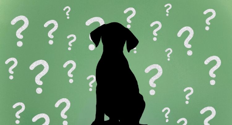 Esta es la mejor raza de perros para tener con niños, según la Inteligencia Artificial