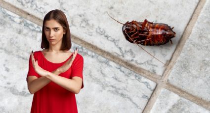 Qué debes poner en la puerta de tu casa para que no entren las cucarachas