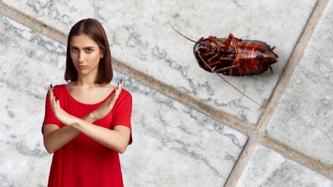 Qué debes poner en la puerta de tu casa para que no entren las cucarachas