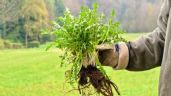 Foto ilustrativa de la nota titulada Jardín: aprende a enraizar una planta con este sencillo truco casero