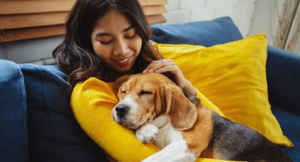 Estos son los 5 consejos que te ayudarán a ganarte la confianza de tu perro