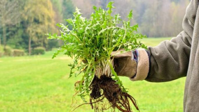 Jardín: aprende a enraizar una planta con este sencillo truco casero