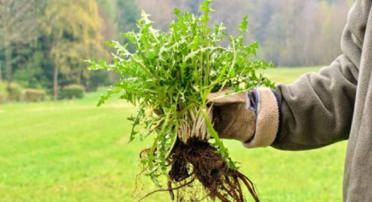 Jardín: aprende a enraizar una planta con este sencillo truco casero