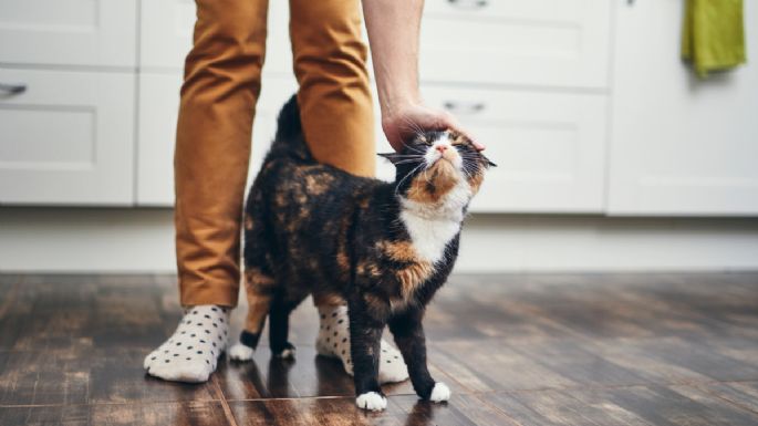 Cuánto tarda un gato en olvidar a su dueño, según veterinarios expertos