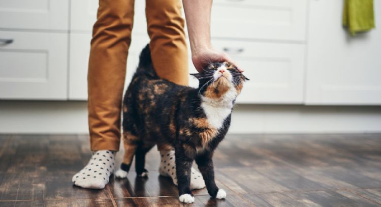 Cuánto tarda un gato en olvidar a su dueño, según veterinarios expertos