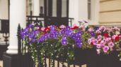 Foto ilustrativa de la nota titulada Estas son las 3 mejores plantas para que balcón estalle de flores