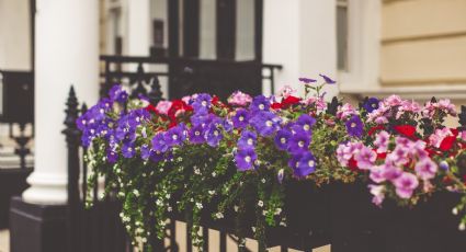 Estas son las 3 mejores plantas para que tu balcón estalle de flores