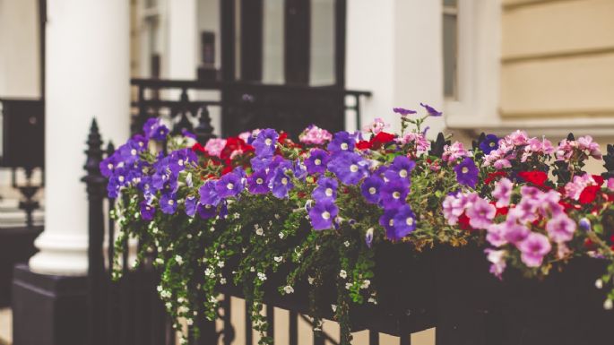 Estas son las 3 mejores plantas para que tu balcón estalle de flores