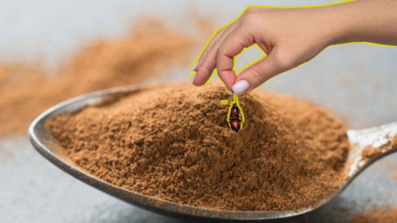 Conoce el truco de la canela para eliminar las cucarachas de tu hogar