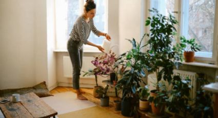 Jardín: esta es la mejor hora para regar tus plantas y no dejar que se marchiten