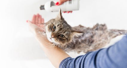 Aprende a eliminarle las pulgas a un gato con vinagre blanco y agua caliente