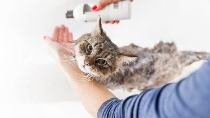 Aprende a eliminarle las pulgas a un gato con vinagre blanco y agua caliente