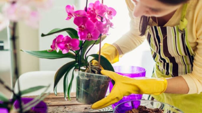 Conoce el profundo significado de tener orquídeas en tu casa