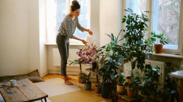 Estas son las 3 plantas que nunca debes tener en tu casa, según el Feng Shui
