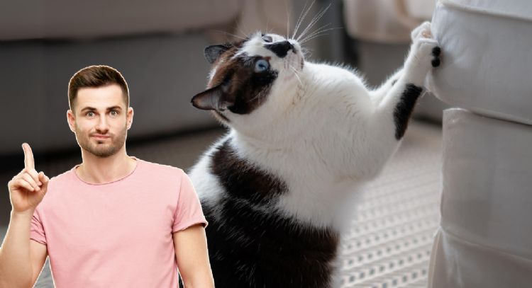 Esta es la mejor manera de evitar que los gatos arañen los muebles, según la ciencia