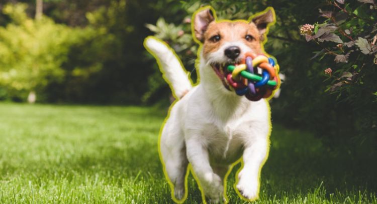 Conoce el truco ideal para que tu perro te traiga objetos