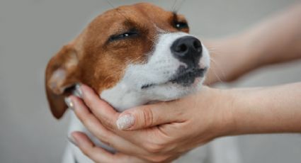 Se conoció el motivo por el cuál se les dice Firulais a los perros