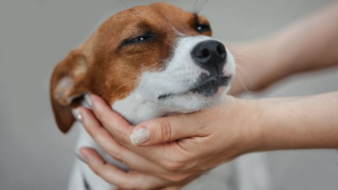 Se conoció el motivo por el cuál se les dice Firulais a los perros