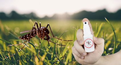 Cómo preparar un repelente casero para mosquitos con solo 3 ingredientes