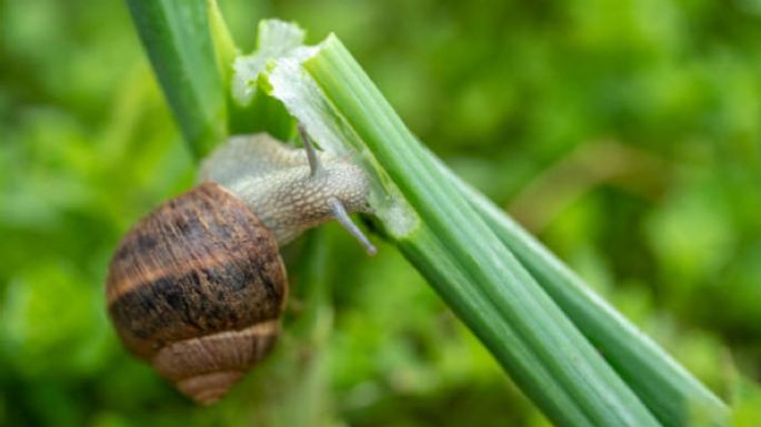 Jardín: el trucazo para eliminar los caracoles con solo 4 ingredientes