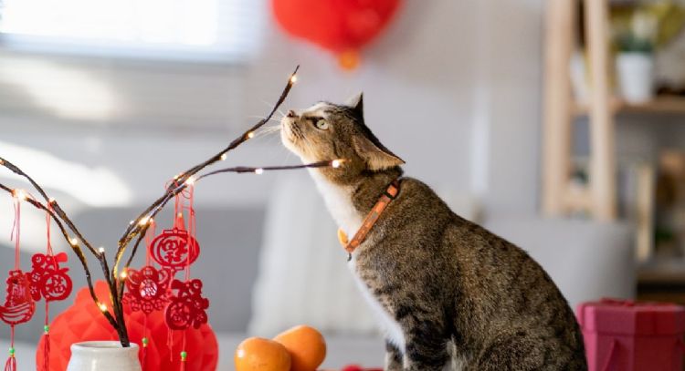 Las predicciones del Horóscopo Chino del 17 de agosto en el amor, salud y dinero