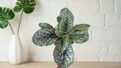 Foto ilustrativa de la nota titulada La planta que se parece a una tortuga, demanda pocos cuidados y tiene flores de distintos colores