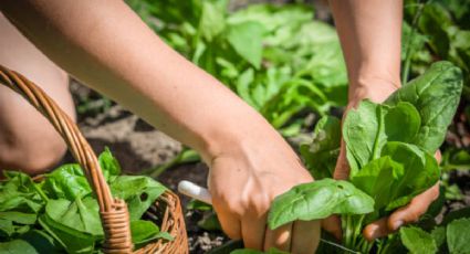 El superalimento repleto de vitaminas, minerales y antioxidantes que puedes cultivar fácilmente en tu huerto