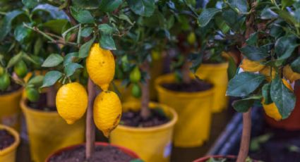 El nutriente que necesita tu limonero para estallar de frutas en septiembre