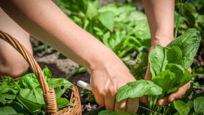 El superalimento repleto de vitaminas, minerales y antioxidantes que puedes cultivar fácilmente en tu huerto