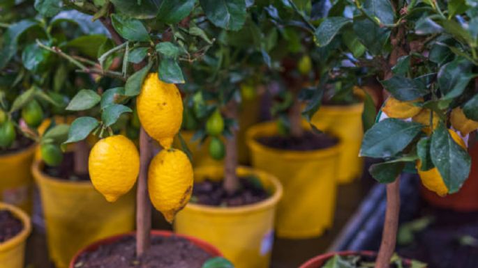 El nutriente que necesita tu limonero para estallar de frutas en septiembre