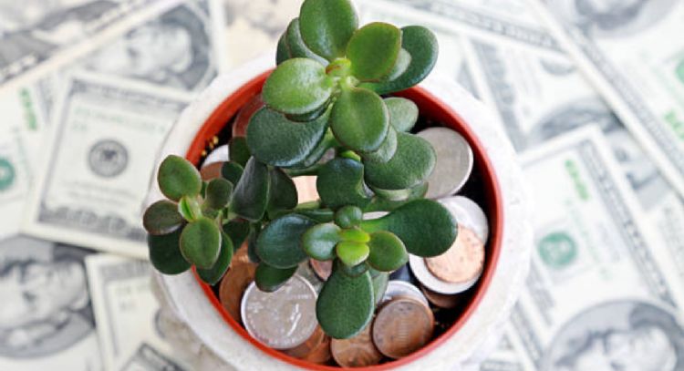 El cuarzo que debes usar para activar el árbol de jade y atraer dinero