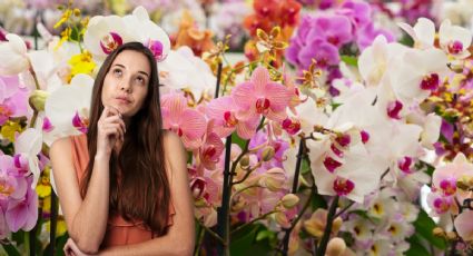 Cuántas cucharadas de arroz debes poner en tus orquídeas para que estallen de flores