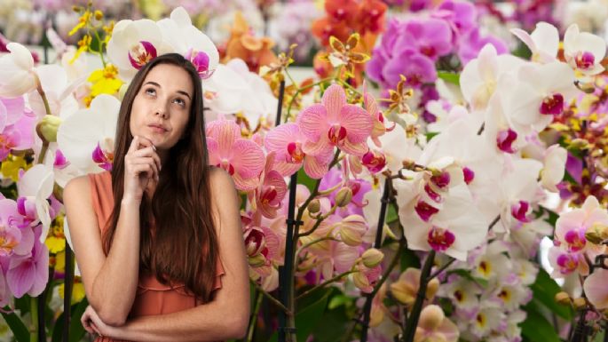 Cuántas cucharadas de arroz debes poner en tus orquídeas para que estallen de flores