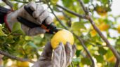 Foto ilustrativa de la nota titulada Las ‘reglas de oro’ para cultivar un limonero y cosechar frutas deliciosas