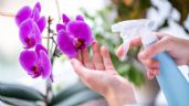 Foto ilustrativa de la nota titulada La fórmula casera que hará que tus orquídeas estallen de flores en agosto