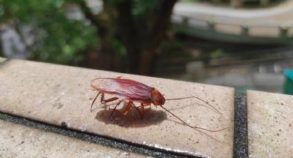 Las plantas que debes quitar de casa si no quieres tener una plaga de cucarachas molestándote