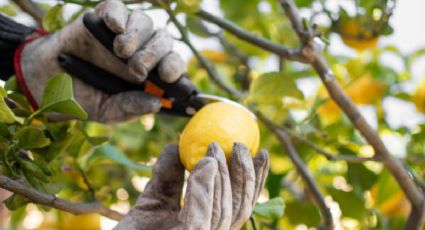 Las ‘reglas de oro’ para cultivar un limonero y cosechar frutas deliciosas