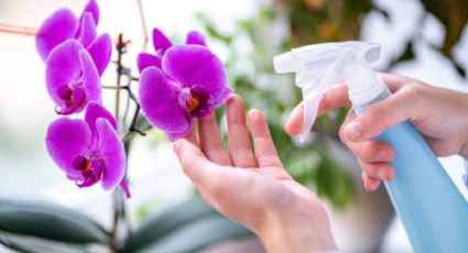 La fórmula casera que hará que tus orquídeas estallen de flores en agosto