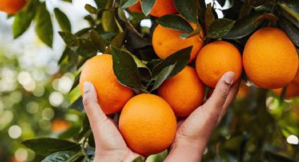 El nutriente que necesita tu naranjo para estallar de frutas en septiembre