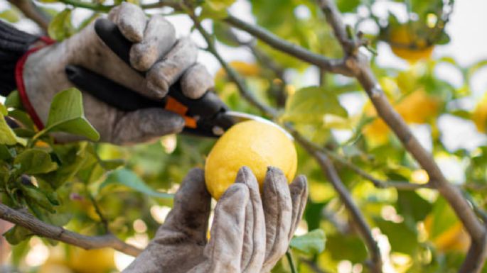 Las ‘reglas de oro’ para cultivar un limonero y cosechar frutas deliciosas