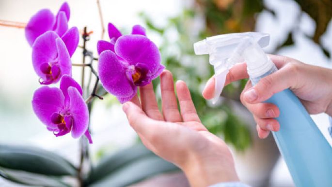 La fórmula casera que hará que tus orquídeas estallen de flores en agosto