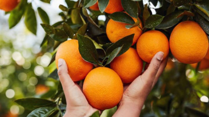 El nutriente que necesita tu naranjo para estallar de frutas en septiembre