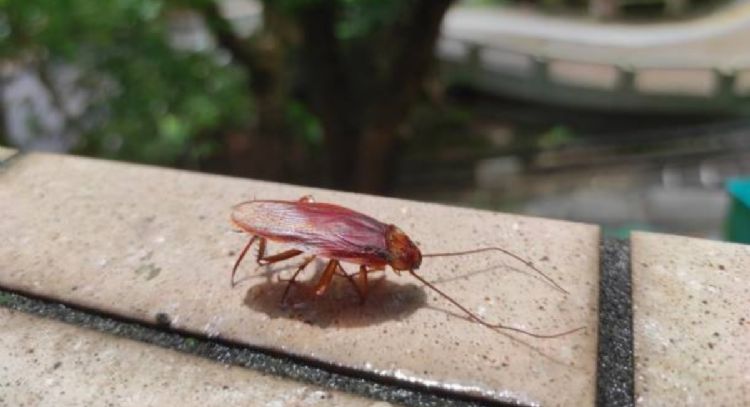 Las plantas que debes quitar de casa si no quieres tener una plaga de cucarachas molestándote