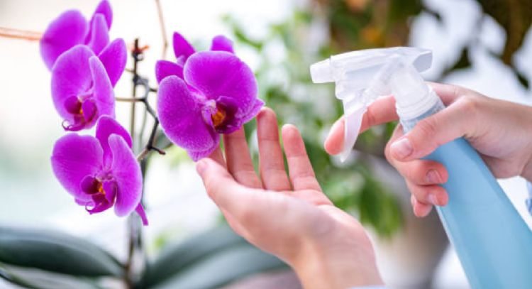 La fórmula casera que hará que tus orquídeas estallen de flores en agosto