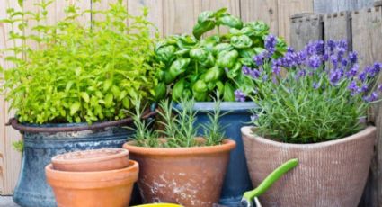 Cómo es el truco profesional de los jardineros para cultivar plantas aromáticas en casa