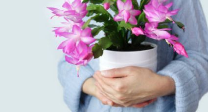 El delicado cactus originario de Brasil que da la flor más linda en otoño