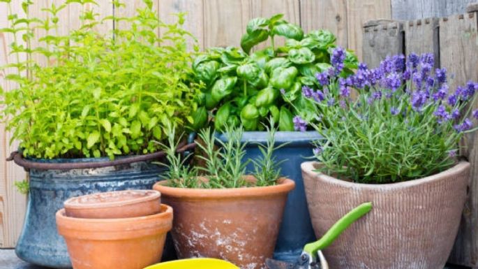 Cómo es el truco profesional de los jardineros para cultivar plantas aromáticas en casa